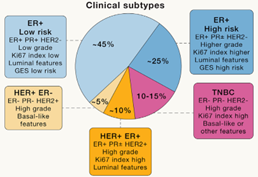 乳腺癌临床分型